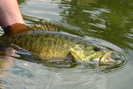Michigan Bass Fishing Lures